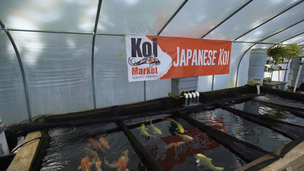 Koi Market Aquatic Nursery & Bonsai | 539 Deer Pk Ave Unit A, Dix Hills, NY 11746 | Phone: (516) 809-6771