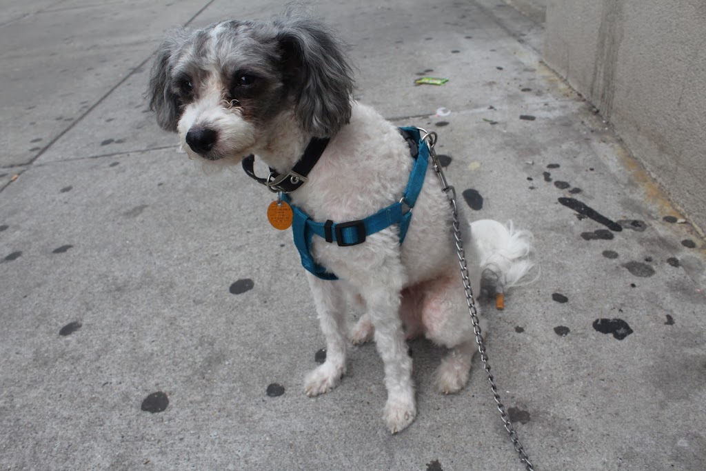 Puppy Resources | 1021 Bruckner Blvd, The Bronx, NY 10459 | Phone: (718) 378-7877