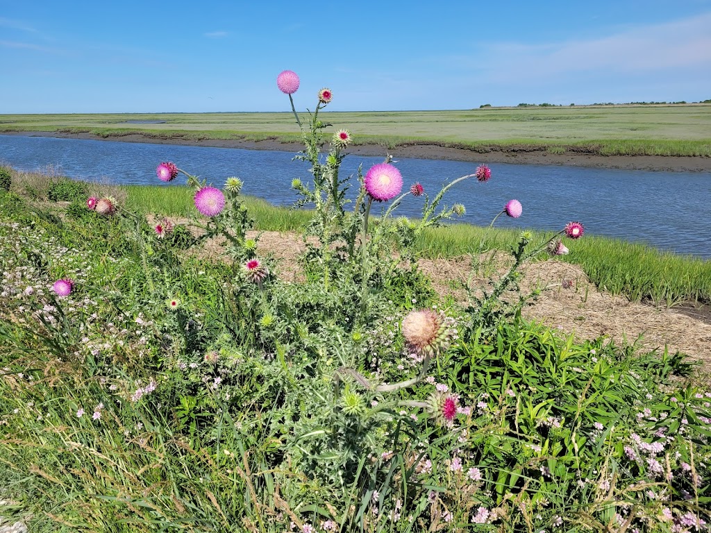 Edwin B. Forsythe National Wildlife Refuge | West Creek, NJ 08092 | Phone: (609) 652-1665