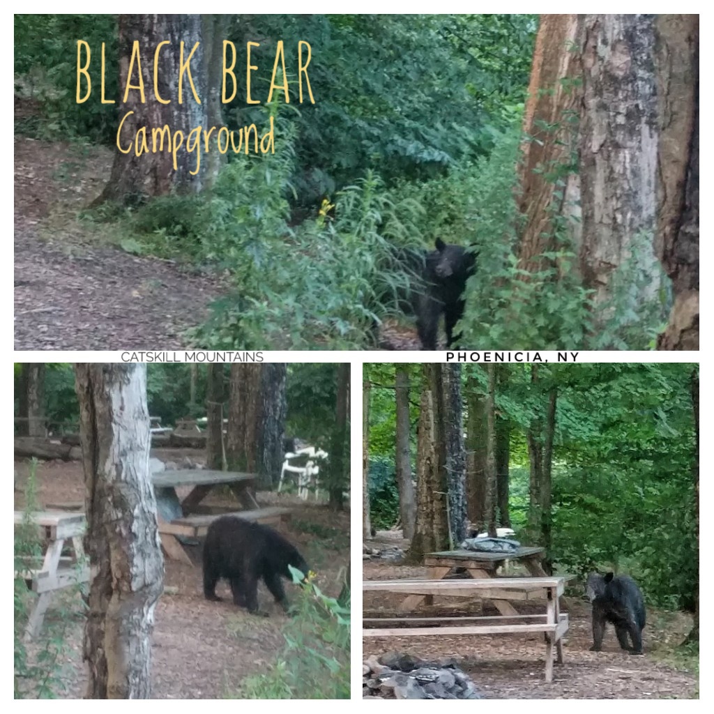 Phoenicia Black Bear Campground | 17 Bridge St, Phoenicia, NY 12464 | Phone: (845) 688-7405
