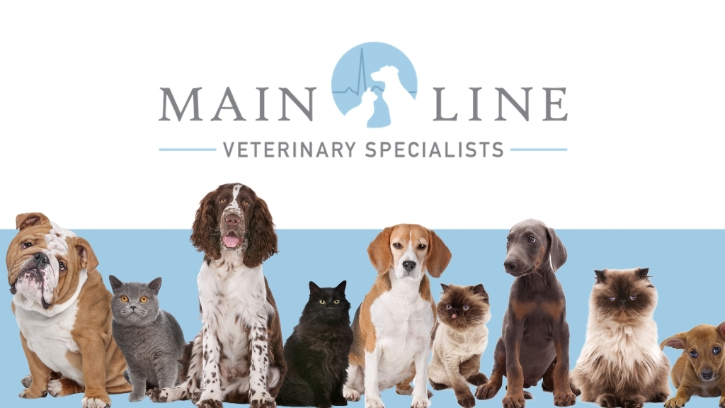 Main Line Veterinary Specialists | 81 Lancaster Ave, Devon, PA 19333 | Phone: (610) 947-1999
