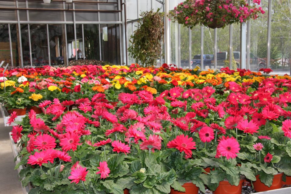 Donaldson Greenhouse & Nursery | 178 Airport Rd, Hackettstown, NJ 07840 | Phone: (908) 852-7314