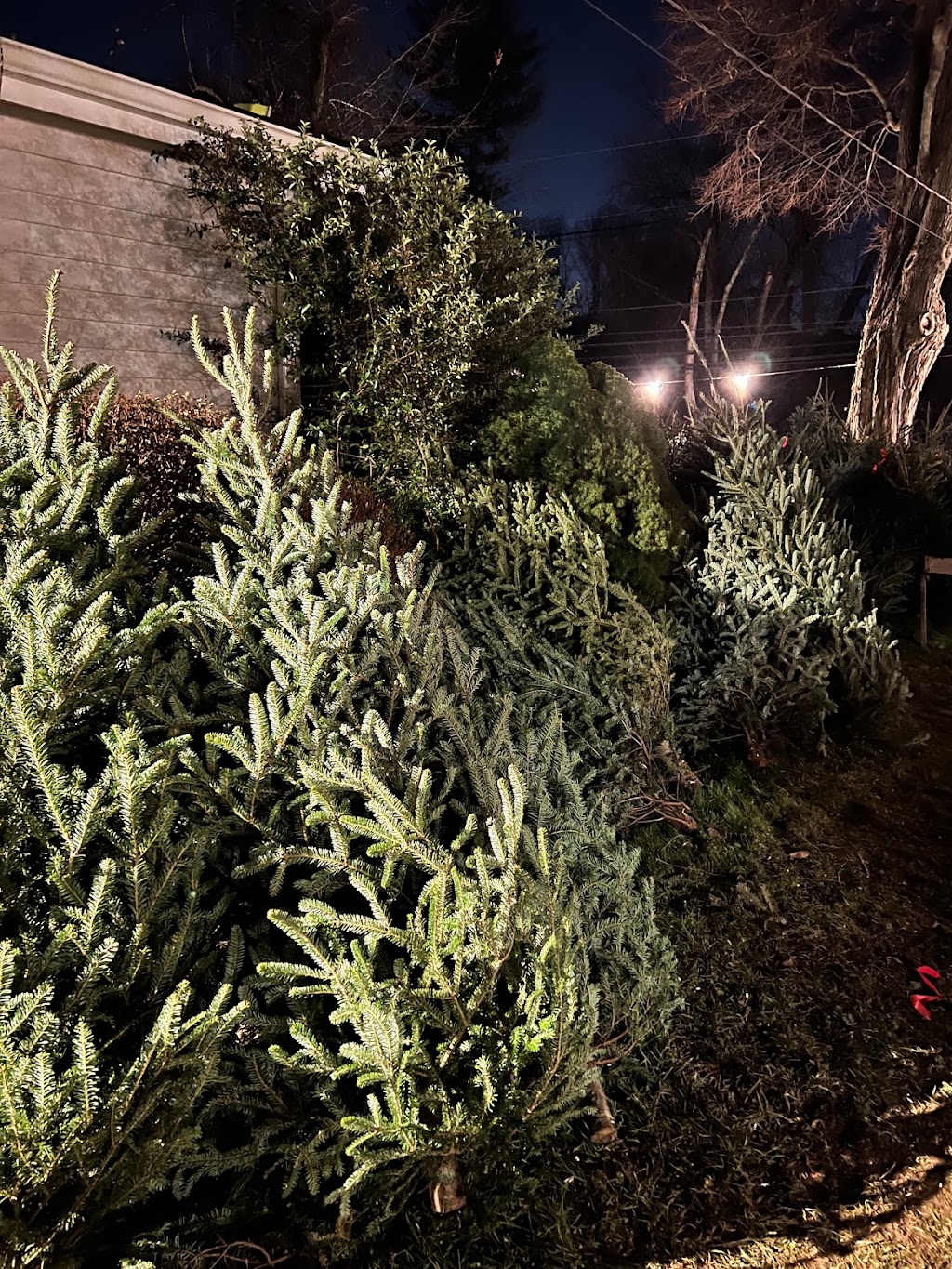 Country Gentleman Christmas Trees & Firewood | 115 Washington Valley Rd, Warren, NJ 07059 | Phone: (732) 356-1178