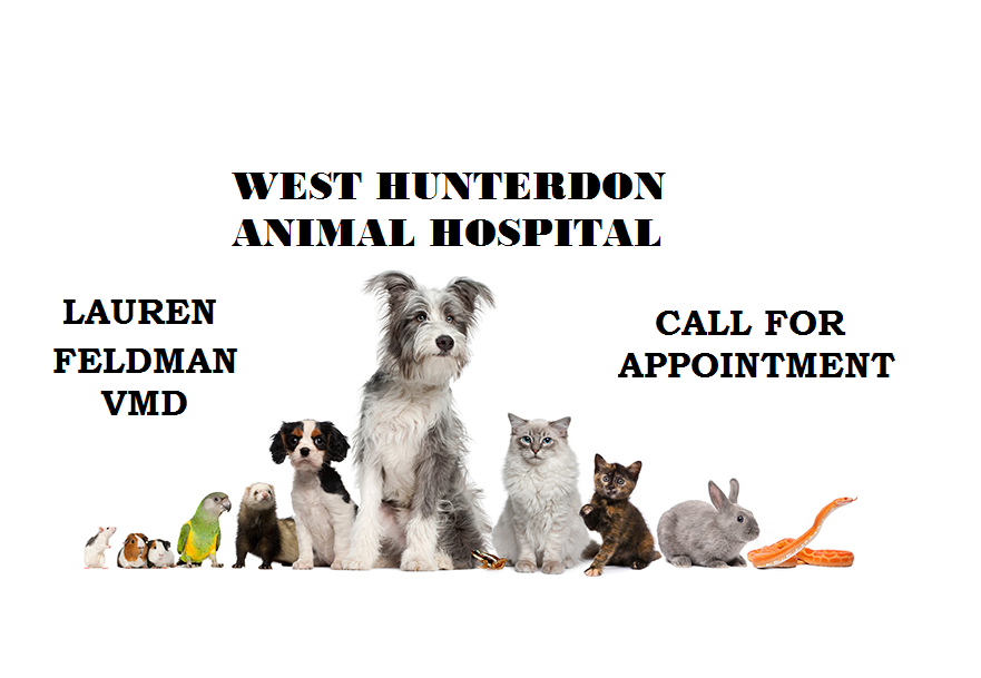 West Hunterdon Animal Hospital | 631 NJ-12, Flemington, NJ 08822 | Phone: (908) 788-4001