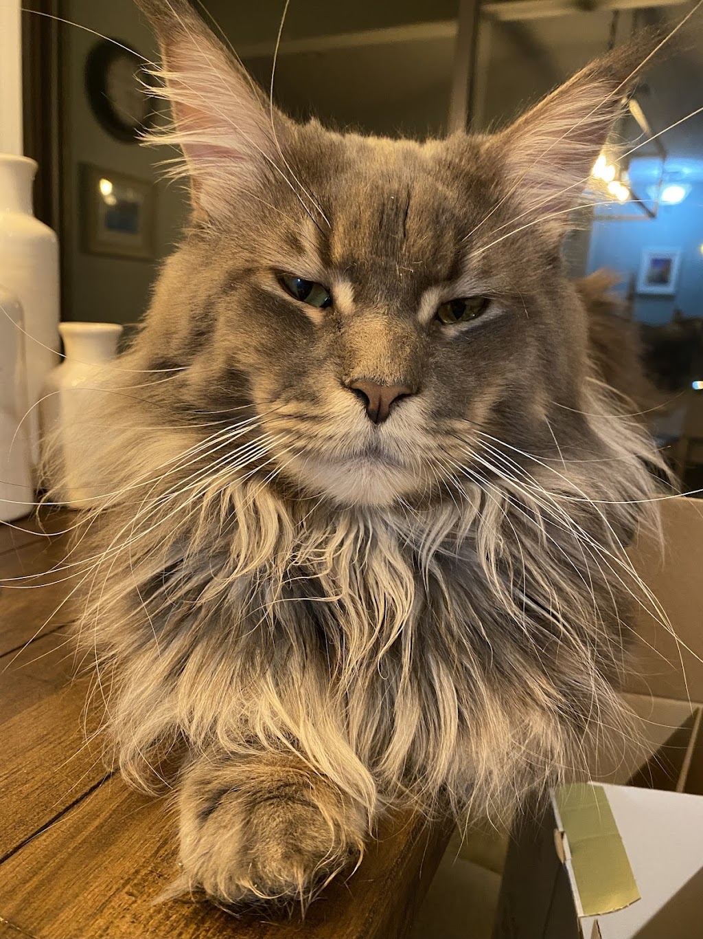 Coolbeanscoones Maine Coons Cattery | 100 Eagle Rock Ave, East Hanover, NJ 07936 | Phone: (215) 808-4209