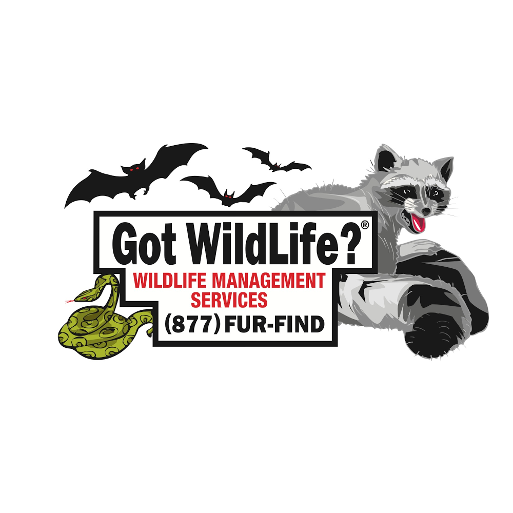 Got Wildlife? LLC | 12 Paddock Pl, Newburgh, NY 12550 | Phone: (877) 387-3463