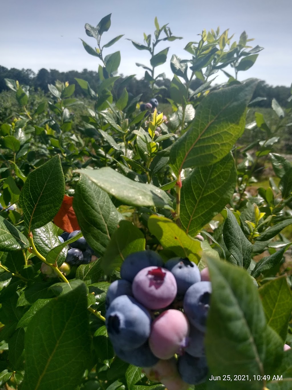 Champion U-Pick Blueberry Farm | 60 Cherry St, Whiting, NJ 08759 | Phone: (732) 350-4467