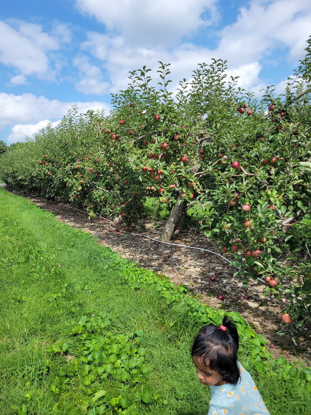 Lawrence Farms Orchards | 306 Frozen Ridge Rd, Newburgh, NY 12550 | Phone: (845) 562-4268