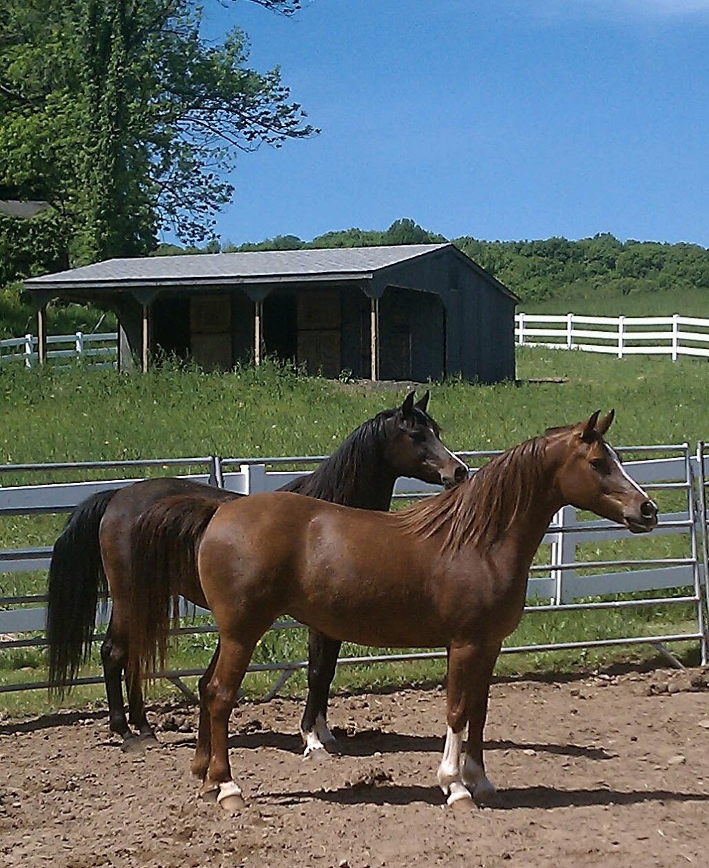 Equine Expressions | 53 Cedar Lake Rd, North Branford, CT 06471 | Phone: (203) 488-3356