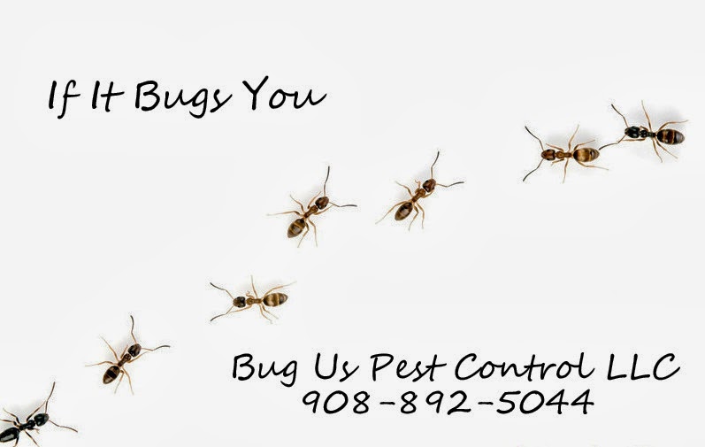 Bug Us Pest Control LLC | 21 Adams St #1313, Belvidere, NJ 07823 | Phone: (908) 892-5044