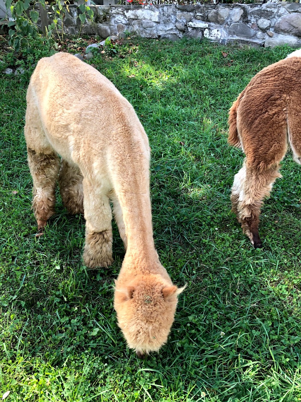 Shalimar Alpacas Farm | 164 E Ridge Rd, Warwick, NY 10990 | Phone: (845) 258-0851