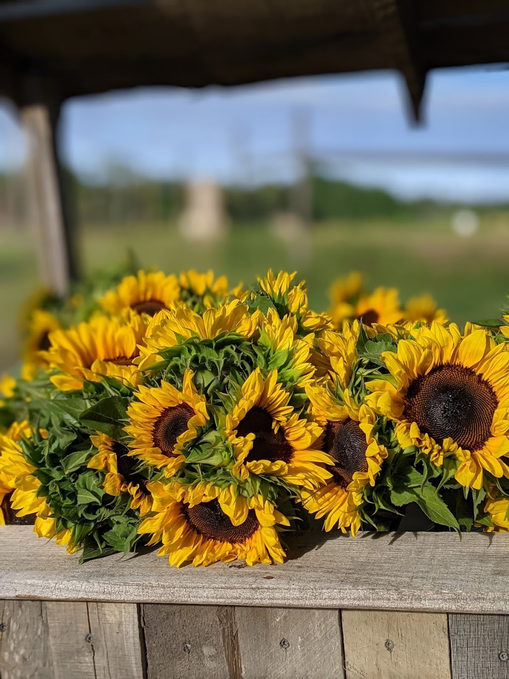 North Fork Flower Farm | 48455 Middle Road (CR, 48, Southold, NY 11971 | Phone: (631) 323-6690