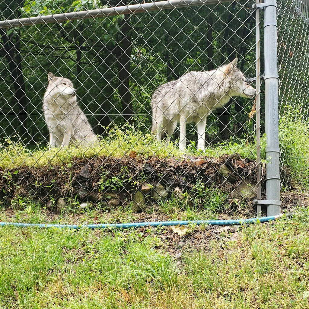 Lakota Wolf Preserve | 89 Mt Pleasant Rd, Columbia, NJ 07832 | Phone: (908) 496-9244