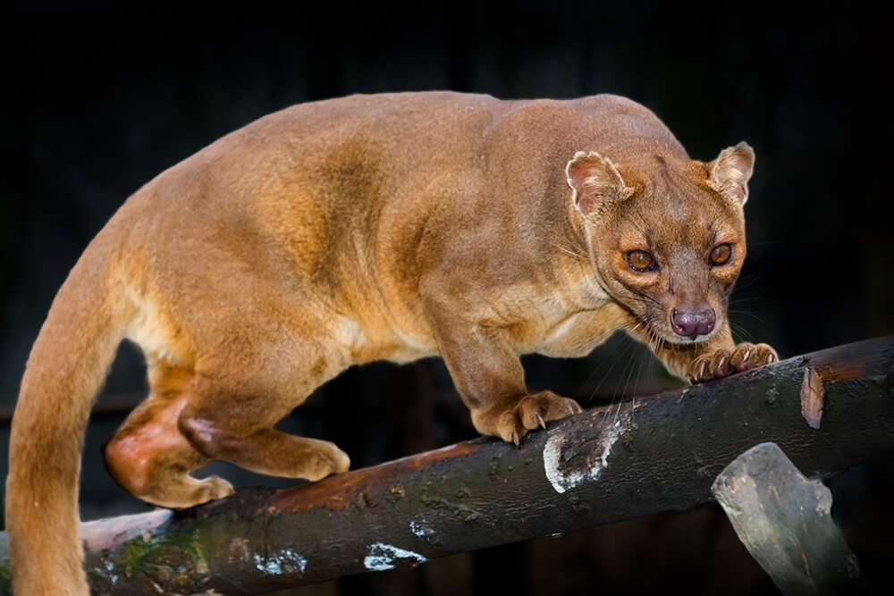 Wildlife Conservation Society, Research Fellowship Program | 2300 Southern Blvd, The Bronx, NY 10460 | Phone: (718) 220-8688