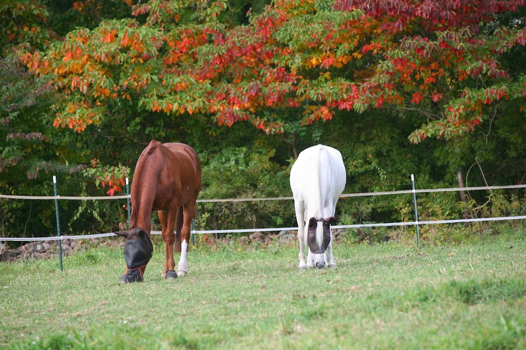 Herbst Arabians | 82 Anderson Rd, Wallingford, CT 06492 | Phone: (860) 575-8699