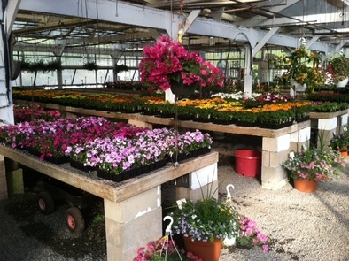 Petersons Nursery | 3730 Lawrenceville Rd, Princeton, NJ 08540 | Phone: (609) 924-5770