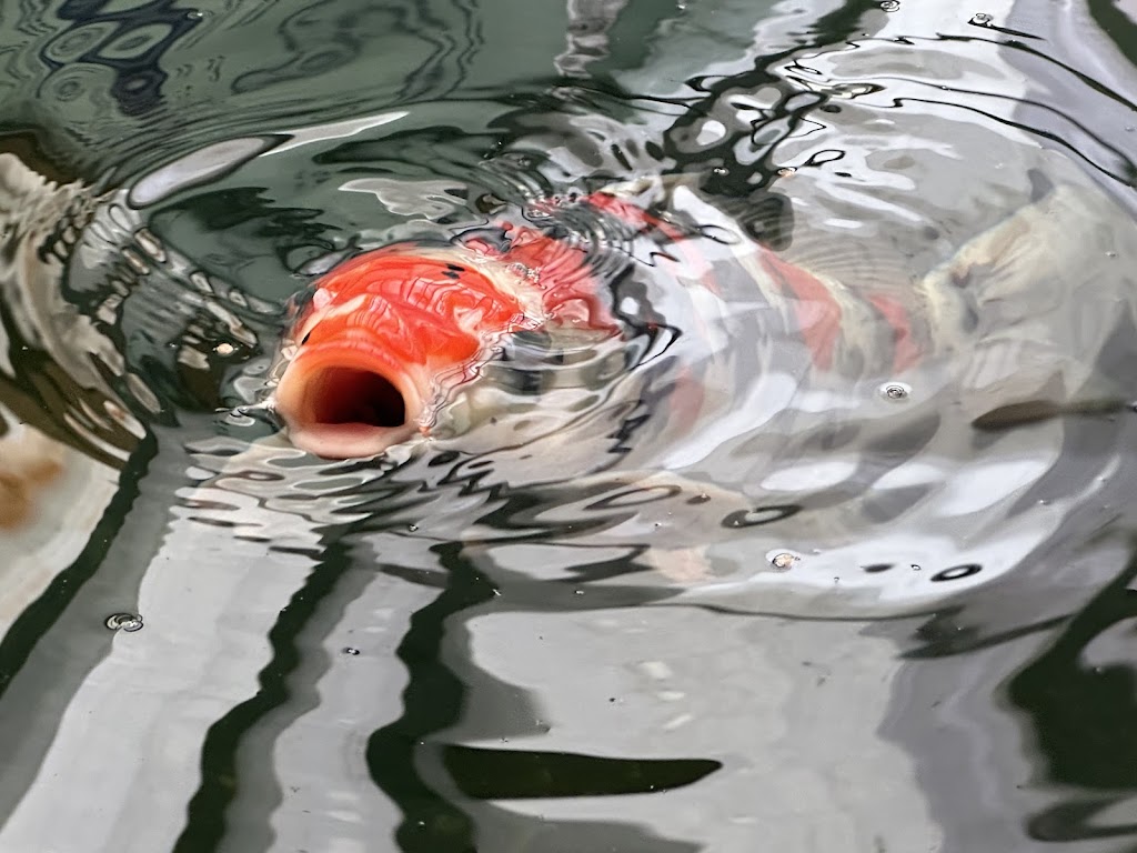 The Koi Story Fish Farm | 320 Bull Mill Rd, Chester, NY 10918 | Phone: (845) 325-5050