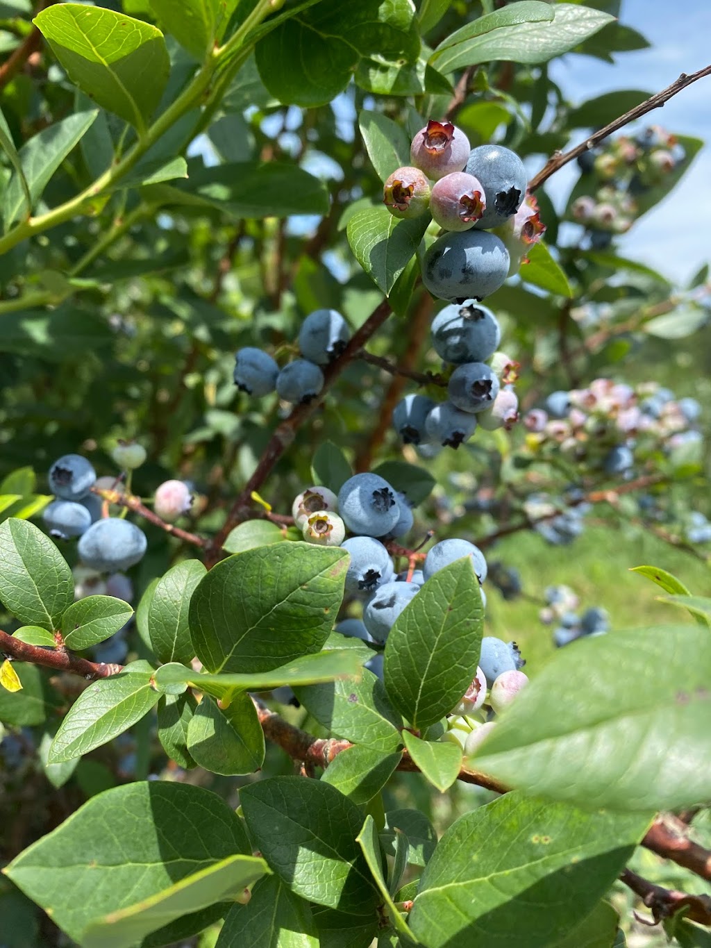 Blue Heaven Blueberries & Raspberries | 246 Skyline Trail, Middlefield, MA 01243 | Phone: (413) 623-8846
