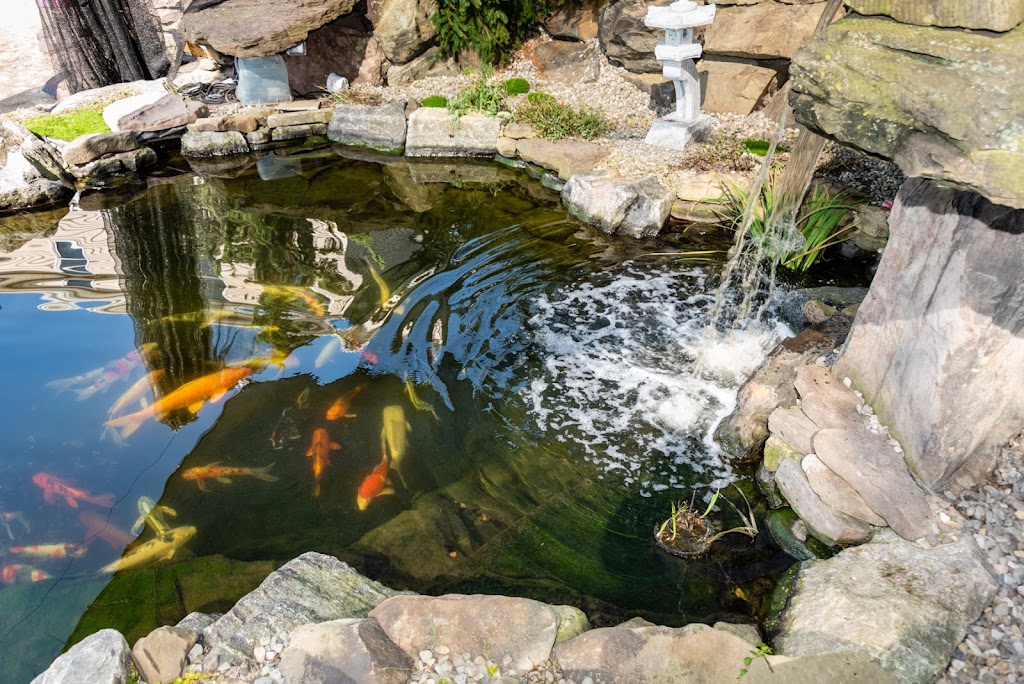 The Koi Story Fish Farm | 320 Bull Mill Rd, Chester, NY 10918 | Phone: (845) 325-5050