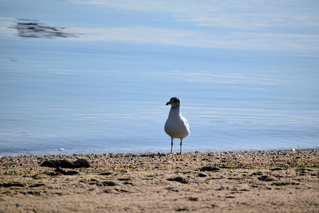 North Hempstead Beach Park | 175 W Shore Rd, Port Washington, NY 11050 | Phone: (516) 869-6311