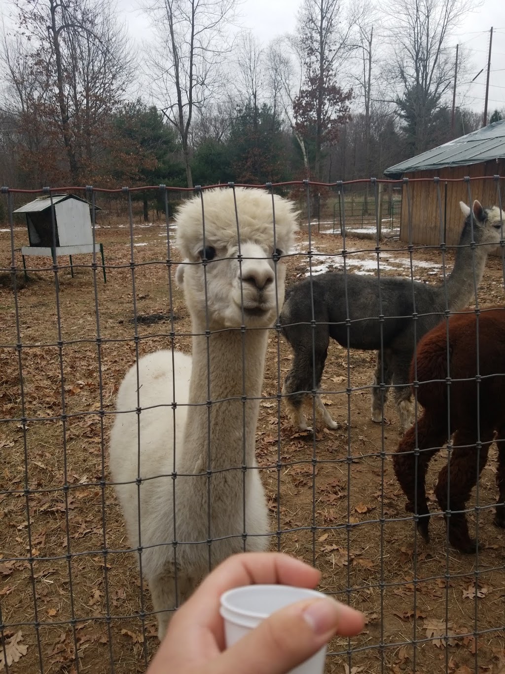 Clear Mountain Alpacas LLC | 45 Pioneer Heights, Somers, CT 06071 | Phone: (860) 749-2510