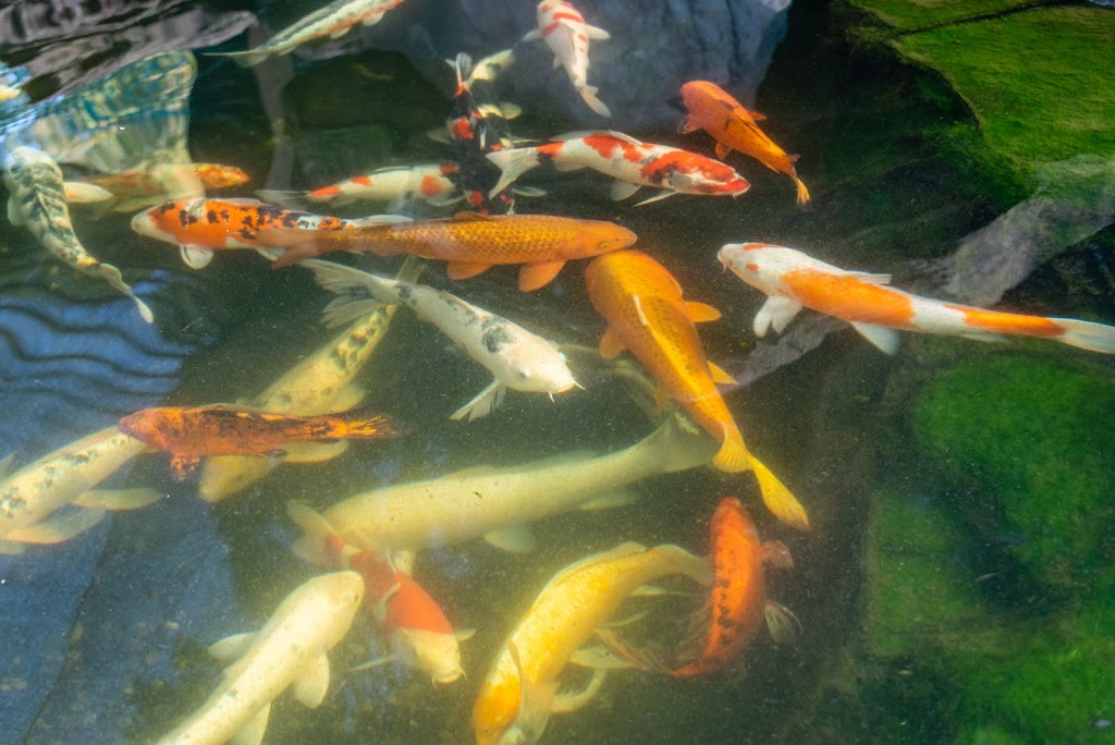 The Koi Story Fish Farm | 320 Bull Mill Rd, Chester, NY 10918 | Phone: (845) 325-5050