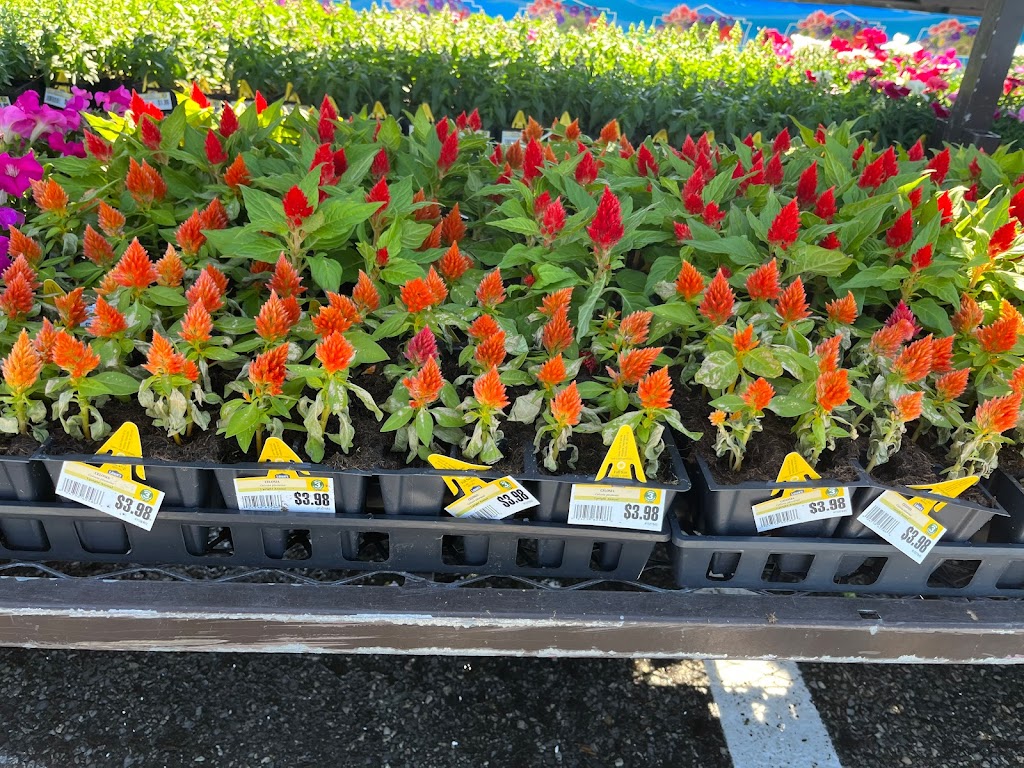 Lowes Garden Center | 5005 Edgmont Ave, Brookhaven, PA 19015 | Phone: (610) 990-8186
