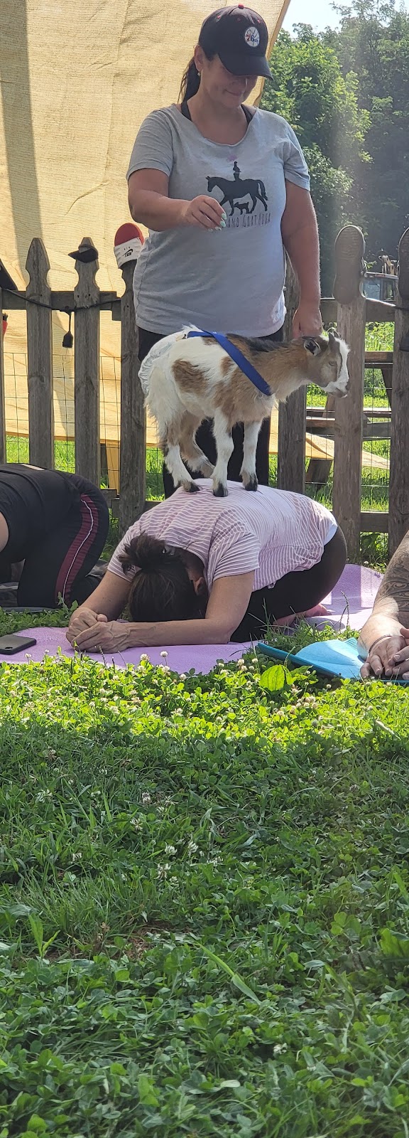 Horse and Goat Yoga | 1537 Dillon Rd, Ambler, PA 19002 | Phone: (215) 876-2223