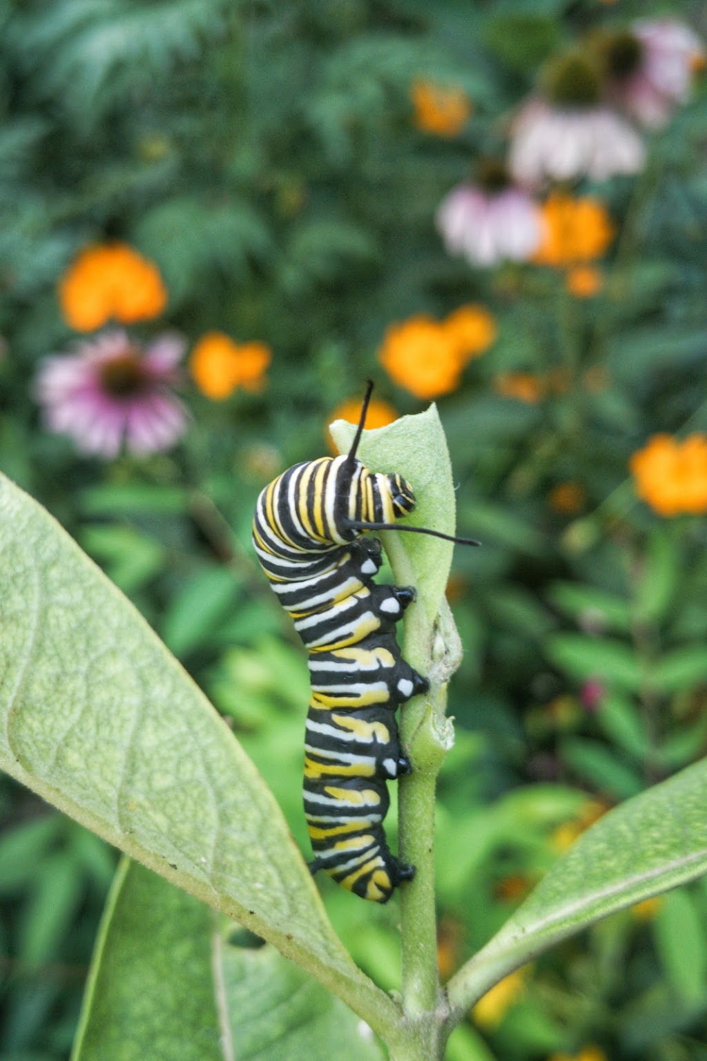 Inwood Butterfly Sanctuary | 603 Isham St, New York, NY 10034 | Phone: (646) 520-6482