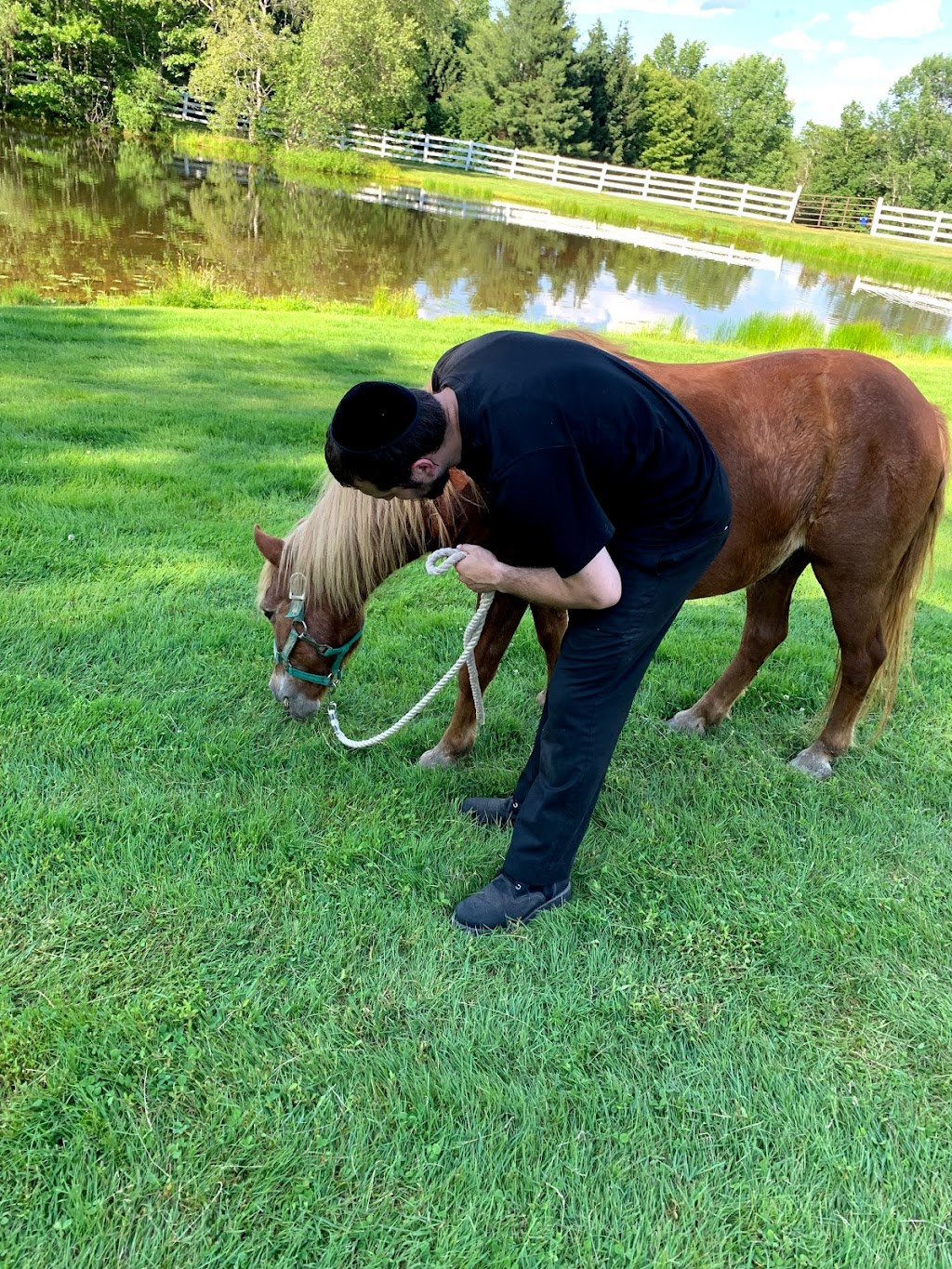 The Petting Zoo at Breezeway Farm | 161 Anawana Lake Rd, Monticello, NY 12701 | Phone: (845) 796-0836