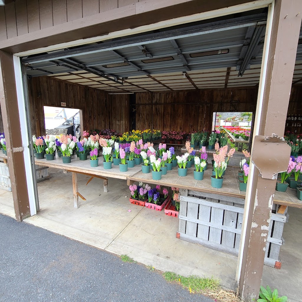 Raubs Florist & Greenhouses | 105 Industrial Drive N, Easton, PA 18042 | Phone: (610) 250-8795