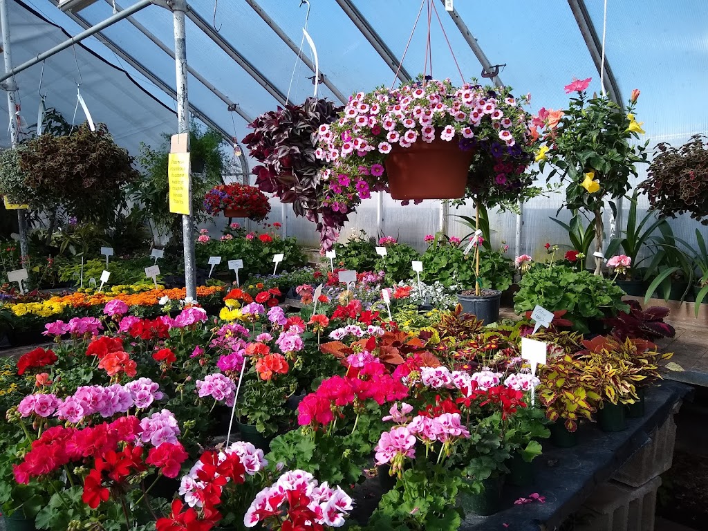 Red Hill Greenhouses & Florist | 1006 Main St, Red Hill, PA 18076 | Phone: (215) 679-7847