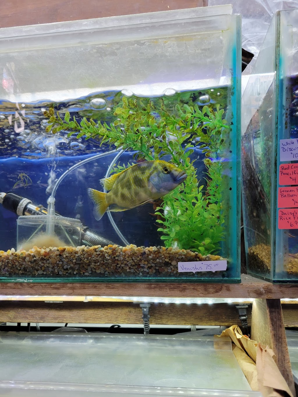 Emmons Tropical Fish & Ponds | 1612 Hopmeadow St, Simsbury, CT 06070 | Phone: (860) 658-5401