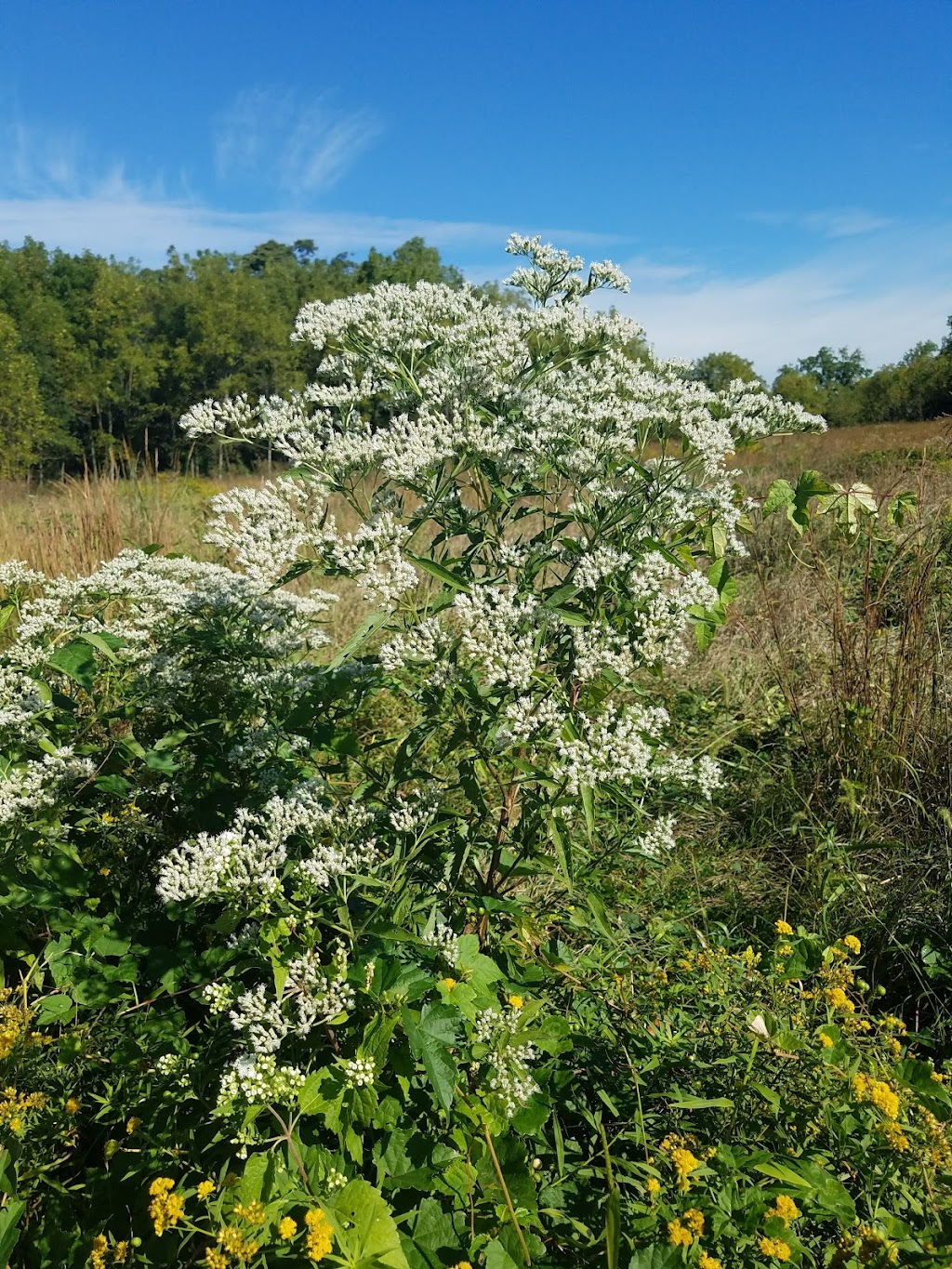 Pennypack Ecological Restoration Trust | 2955 Edge Hill Rd, Huntingdon Valley, PA 19006 | Phone: (215) 657-0830