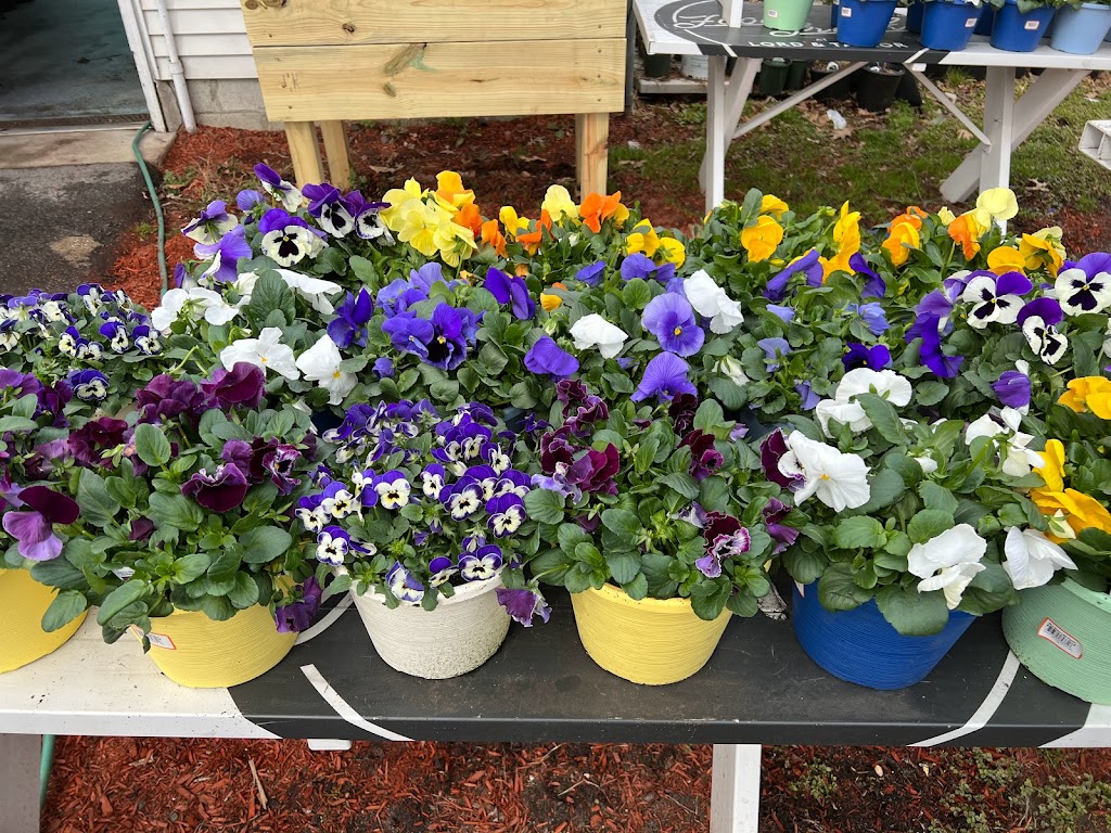 Pine Hill Nursery | 1392 High Ridge Rd, Stamford, CT 06903 | Phone: (203) 918-7470