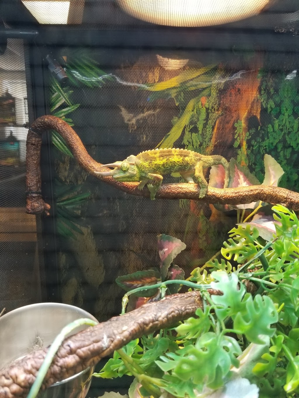 Everything Reptile | 1147 Smithbridge Rd, Chadds Ford, PA 19317 | Phone: (610) 459-9864