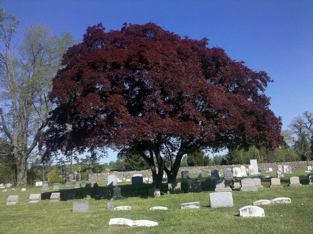 Cumberland Cemetery | 447 Middletown Rd, Media, PA 19063 | Phone: (610) 566-3105