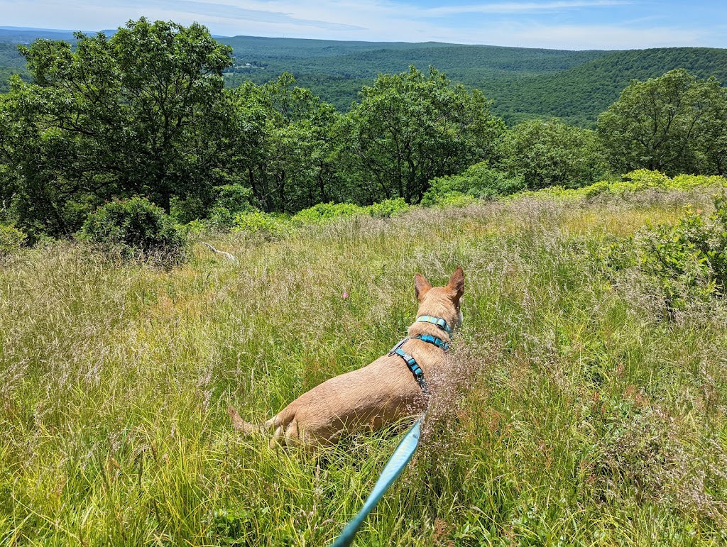 Barrett Township Dog Park | Gravel Rd, Canadensis, PA 18325 | Phone: (570) 595-2602