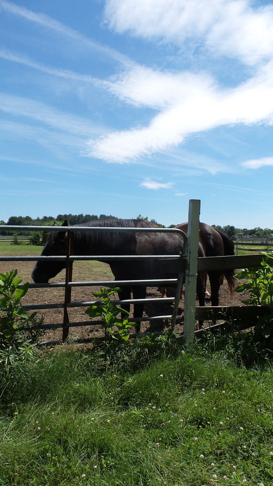 Whispering Horse | 253-257 Hampden Rd, East Longmeadow, MA 01028 | Phone: (413) 525-2174