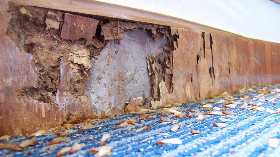 Big Wyoming Termite Removal Experts | 146 Southern Blvd, Wyoming, DE 19934 | Phone: (302) 266-2161