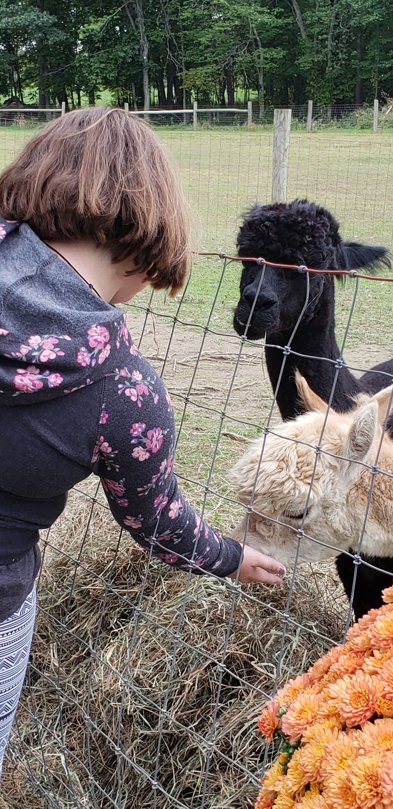 Crimson Leaf Alpaca Farm , Hudson N.Y. | 690 Fish and Game Rd, Hudson, NY 12534 | Phone: (518) 672-5124