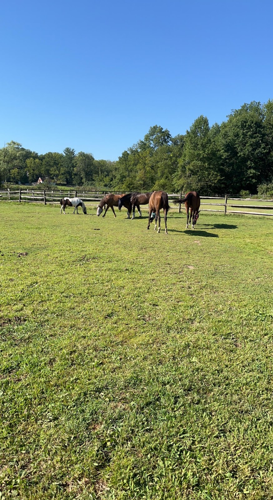 Happy Horses Farm | Pony Trail Dr, Newtown Square, PA 19073 | Phone: (610) 633-0652