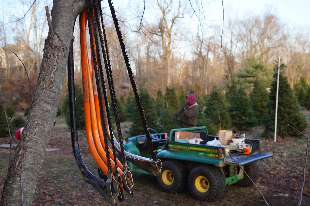 Three Kings Christmas Tree Farm | 117 Arneytown-Hornerstown Rd, Allentown, NJ 08501 | Phone: (609) 758-3097
