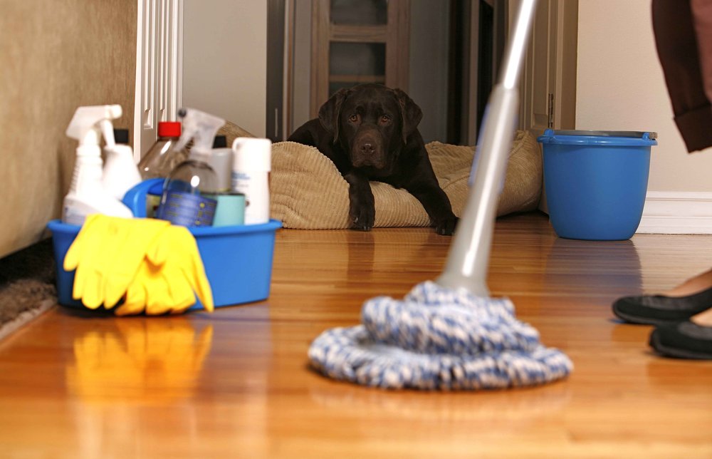 Casella Cleaning Services | 8957 Roosevelt Blvd, Philadelphia, PA 19152 | Phone: (267) 297-2010