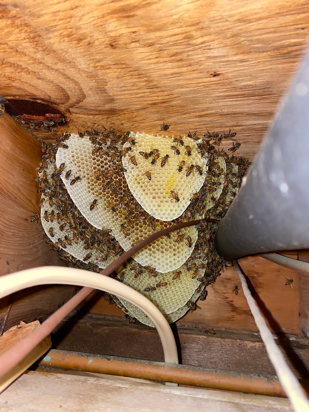 Honey Bear Bee Removal | 99 Sally Ln, Ridge, NY 11961 | Phone: (631) 388-0774