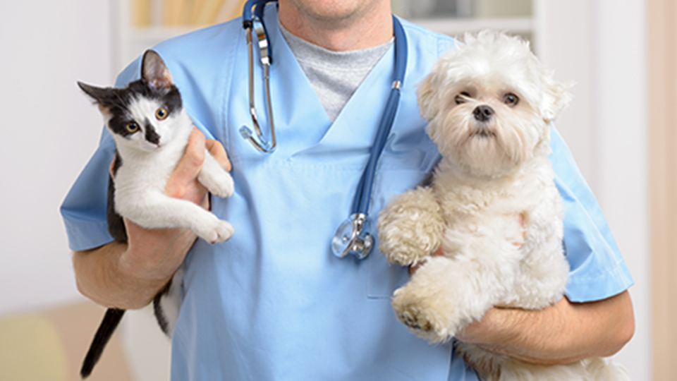 Shore Haven Veterinary Hospital | 47 Frontage Rd, East Haven, CT 06512 | Phone: (203) 469-6531