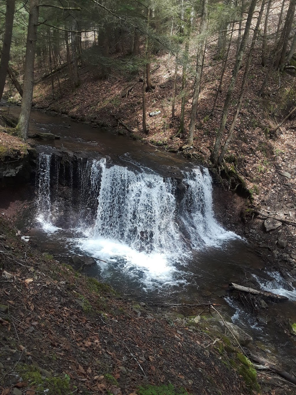 Cat Hollow State Forest | Deposit, NY 13754 | Phone: (607) 674-4017