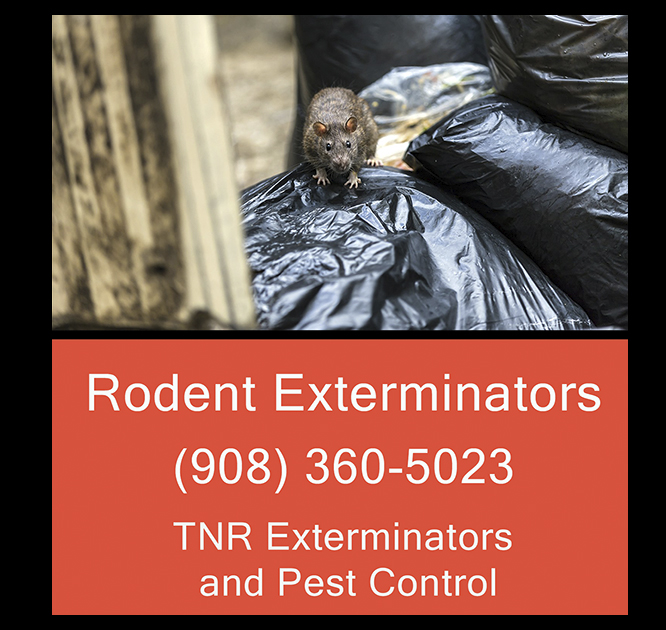 TNR Exterminators | 17 Rolling Hill Dr, Millington, NJ 07946 | Phone: (718) 338-2526