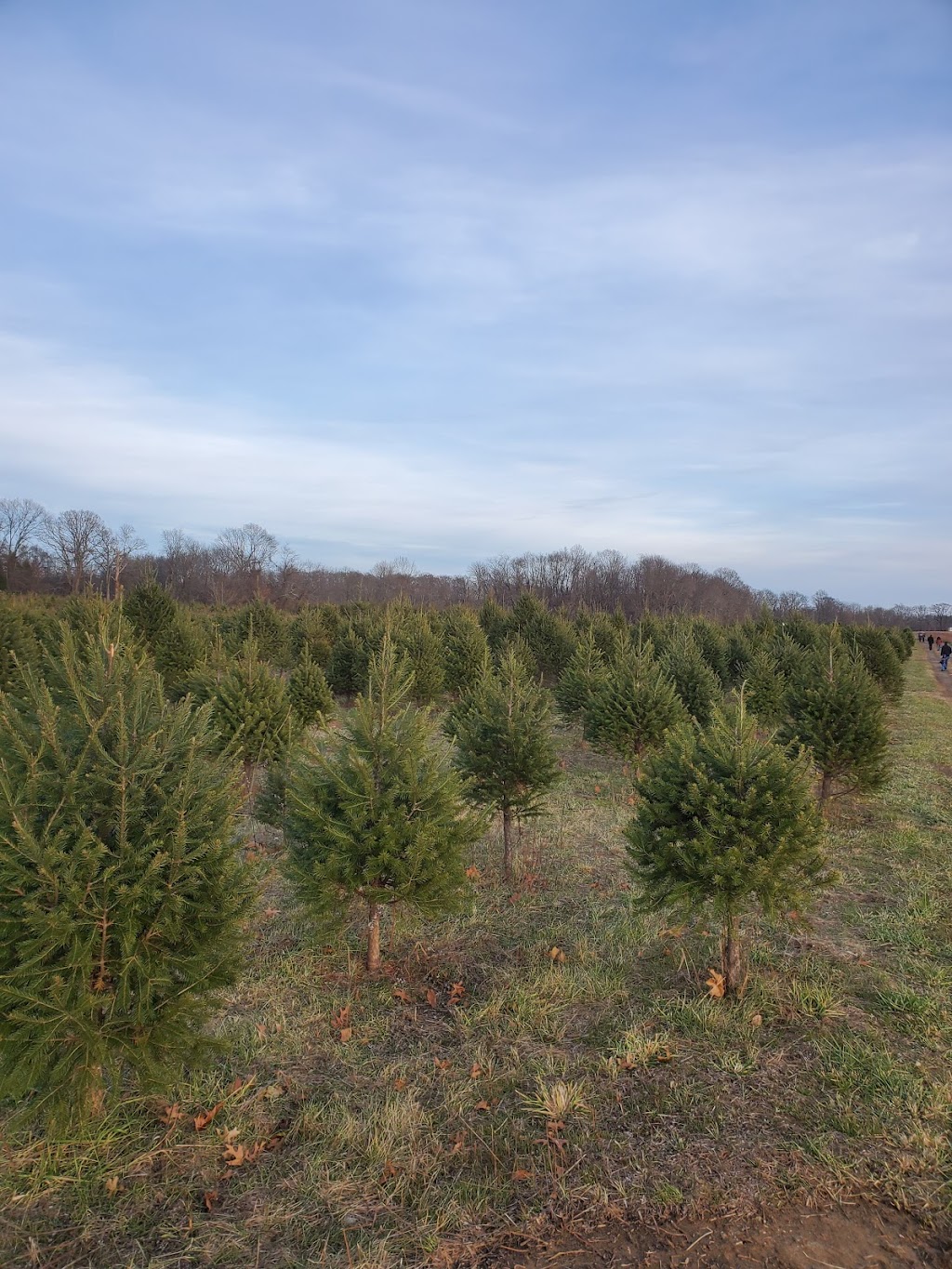 Simonson Farms, Farm Stand & Pre-Cut Christmas Tree Lot | 118 Dey Rd, East Windsor, NJ 08512 | Phone: (609) 799-0140