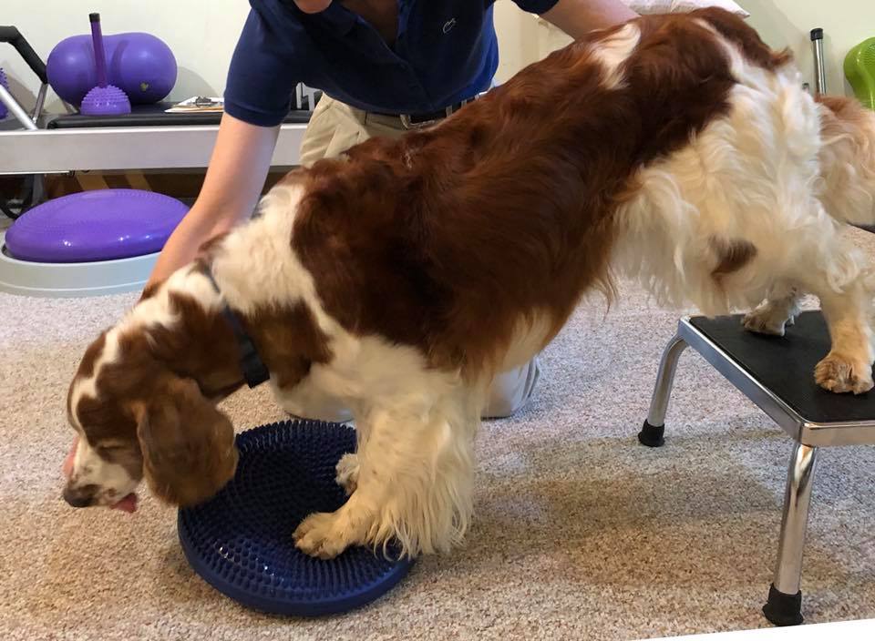 Advanced Canine Rehabilitation | 166 Mountainview Rd, Warren, NJ 07059 | Phone: (908) 447-3876